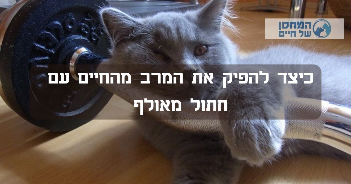 כיצד להפיק את המרב מהחיים  עם חתול מאולף